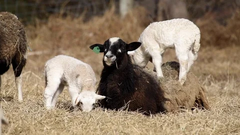 Lambs at play Stock Footage 123484910