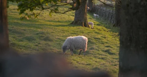 Lambs play, sheep eats Stock Footage 129754318