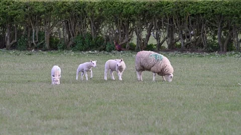 Lambs playing in a field beneath Wenlock Edge in Shropshire, UK. Stock Footage 278513898