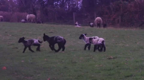 Lambs playing in a field 動画素材 48868265