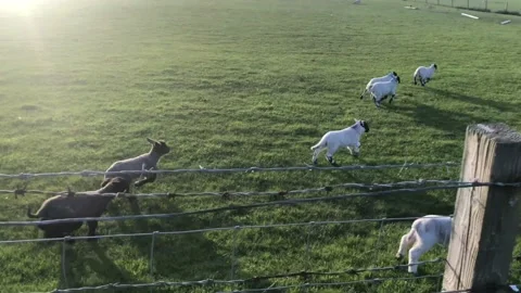 Lambs playing in a field Stock Footage 131357008
