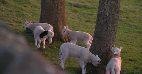 Lambs playing in field, Slow Motion Stock Footage 129761936