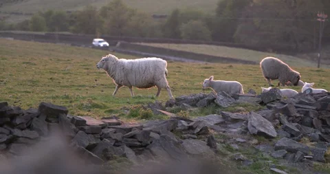 Lambs playing in field, Slow Motion Stock Footage 129762754