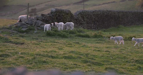 Lambs playing in field, Slow Motion Stock Footage 129762995