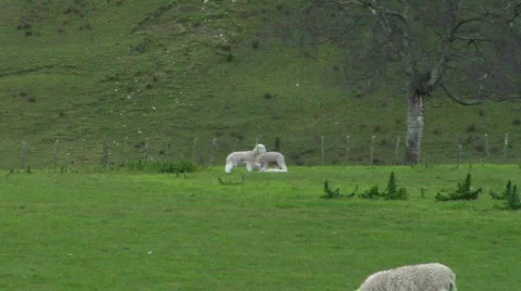 Lambs Playing Stock-Footage 331828