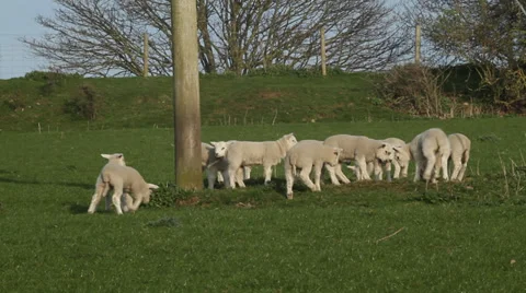 Lambs playing Stock Footage 38038980