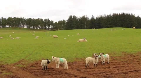 Lambs playing Stock Footage 50177959