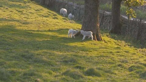 Lambs Playing Stock Footage 129752163
