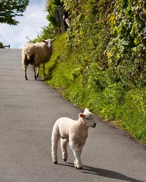 Lambs playing on road Stock Photos