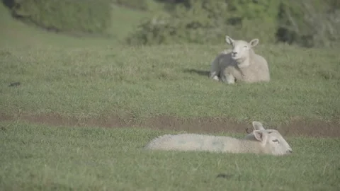 Lambs relaxing in the grass Stock Footage 140385566