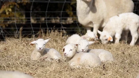 Lambs resting in a field Vídeos de archivo 123484726