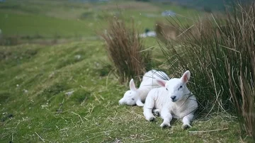Lambs Resting in a Grassy Field Stock Footage 85744156