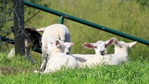 Lambs resting on green grass Stock Footage 247454707