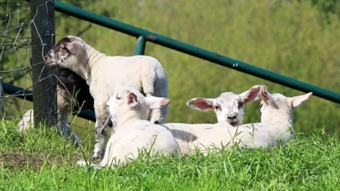 Lambs resting on green grass Stock Footage 247471318