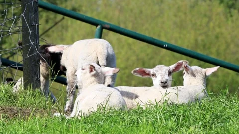 Lambs resting on green grass Stock Footage 247471345