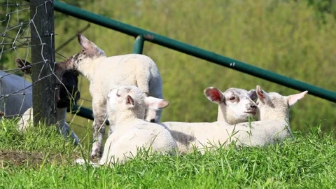 Lambs resting on green grass Stock Footage 262029594