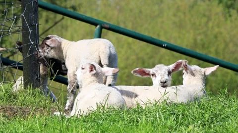 Lambs resting on green grass Stock Footage 262031257