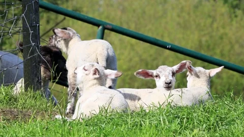 Lambs resting on green grass Stock Footage 262032996