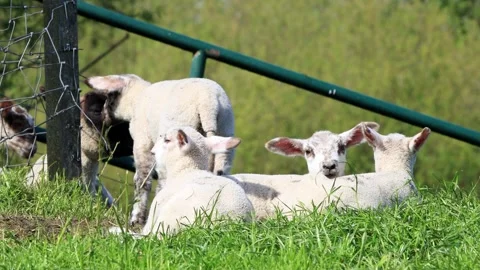 Lambs resting on green grass Stock Footage 290515779