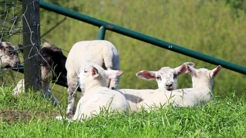 Lambs resting on green grass Stock Footage 290515871