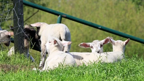 Lambs resting on green grass Stock Footage 290774793