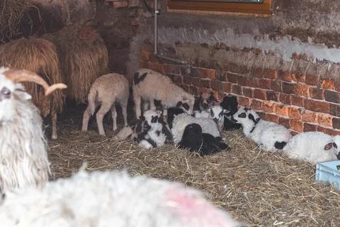 Lambs resting peacefully on a bed of straw against a rustic brick wall in a c Fotos Stock