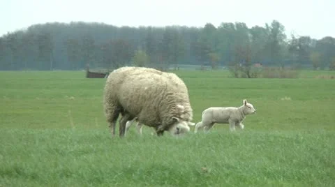 Lambs running and jumping Stock Footage 10894994