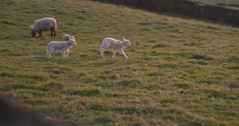 Lambs running to Ewe Stock Footage 129758394