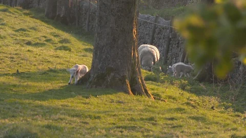 Lambs Running Stock Footage 129749824