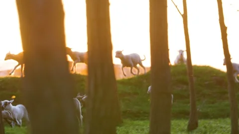 Lambs Running In The Hills Stock-Footage 88417141