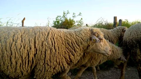 Lambs running in meadow, su01 Stock Footage 106625137