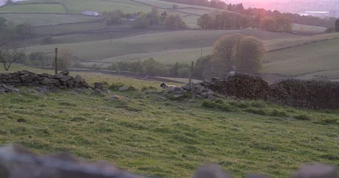 Lambs running, slow motion, Wide shot Stock Footage 129761568