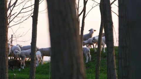 Lambs Running In Spring Time Stock Footage 88417069