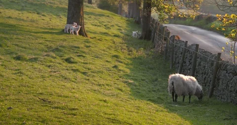 Lambs running to their Ewe Stock Footage 129752115