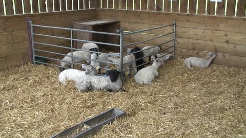 Lambs in shed 1 Video stock 76261401