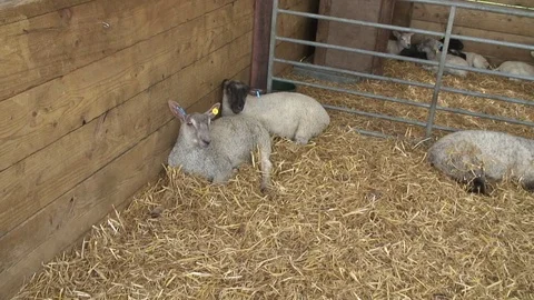 Lambs in shed 3 Stock Footage 76261295