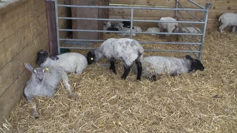 Lambs in shed 4 Stock Footage 76261325