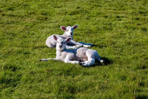 Lambs in Spring Stock Photos