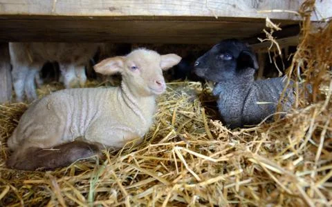 Lambs in a stable Free Stock Photos
