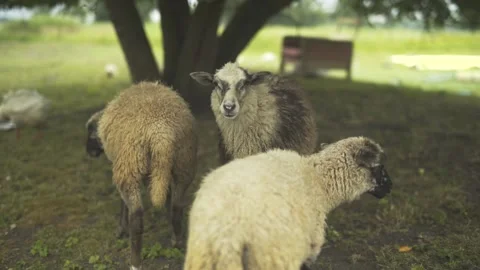 Lambs standing under tree on farm next to goslings walking. Video stock 247517919