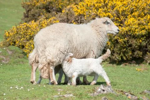 Lambs suckling Stock Photos