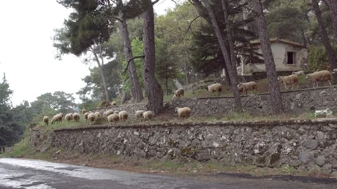 Lambs walking along the mountain path 스톡 동영상 107688654