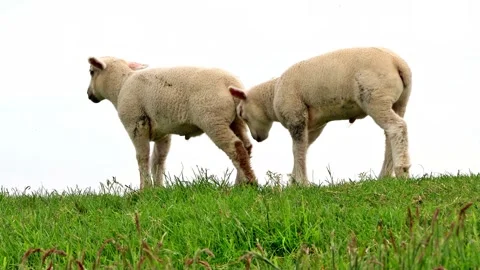 Lambs walking on dike Stock Footage 244245616