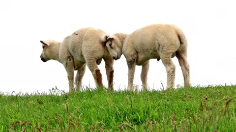 Lambs walking on dike Stock Footage 244266032