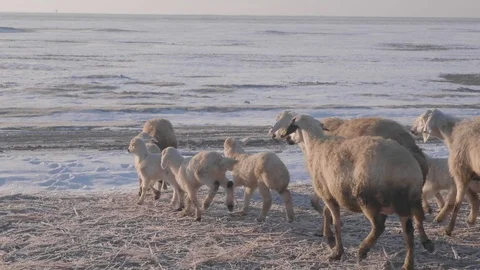 Lambs walking in snow, ab01 動画素材 107838330