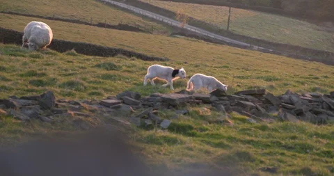 Lambs on a wall Stock Footage 129758625