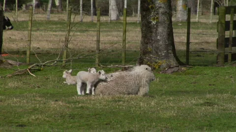 Lambs Wanting To Feed 2 스톡 동영상 345959