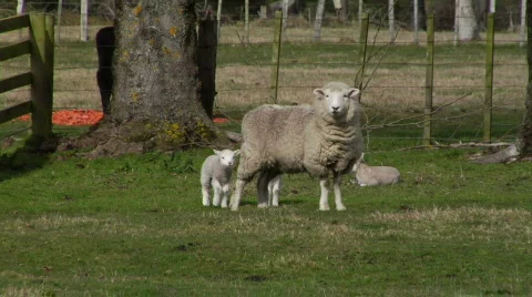 Lambs Wanting To Feed Stock-Footage 331814
