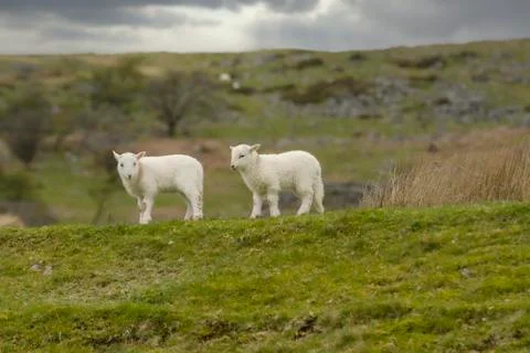 Lambs on a Welsh Mountain Stock Photos