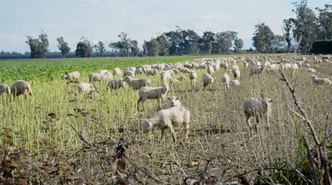 Lambs on winter feed NZ -2 Stock Footage 26310032
